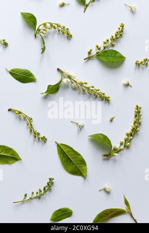 Flat lay of bird cherry twigs with young green leaves, flowers, inflorescences-brushes on light blue background. Spring time. Stock Photo