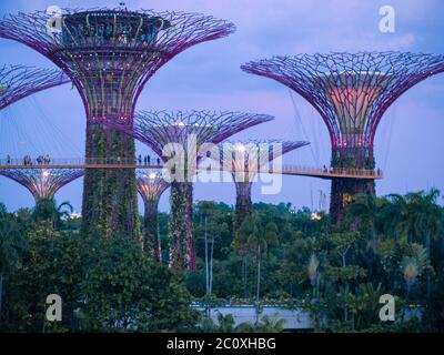 Night view of Gardens by the Bay. Singapore Stock Photo