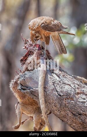 An adult,  pale morph, brown falcon perched on a tree stump feeding on the leftover wedge-tailed eagle's wallaby carcass in Cape York, Australia. Stock Photo