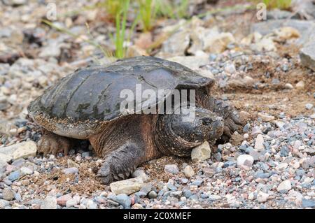 Snapping turtle head close-up profile view displaying its turtle shell, head, eye, nose, paws, with bokeh background in its environment and surroundin Stock Photo