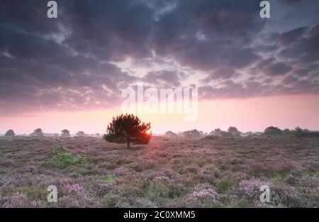 sunrise and flowering purple heather Stock Photo