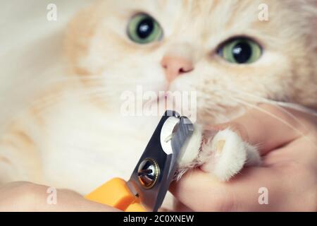 Cutting the claws of a cute creamy British cat. Pet care, grooming concept. Stock Photo