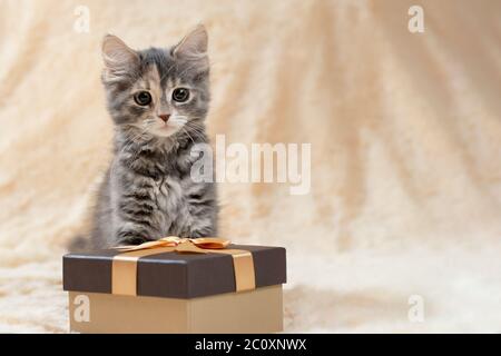 Cute fluffy gray kitten sitting on a beige fur plaid next to a golden gift box, copy space. Stock Photo