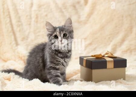 Cute fluffy gray kitten sitting on a cream fur blanket next to a golden gift box, copy space. Stock Photo