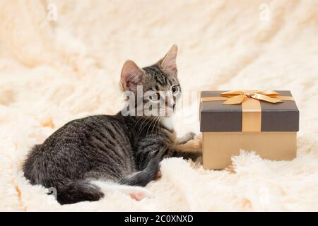 Cute gray kitten tabby lies on a cream fur blanket next to a golden gift box. Stock Photo