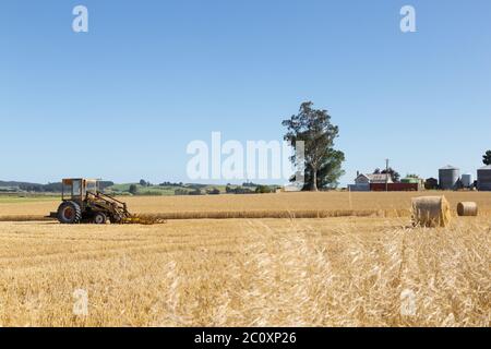 harvester works in wheat field in summer day in new zealand Stock Photo