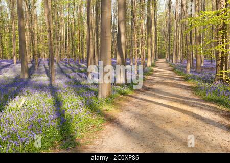 path in forest with bluebells Stock Photo
