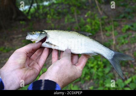 Asp (Aspius aspius) Fish in hand fisherman closeup Stock Photo