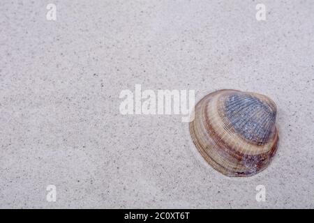Shell on a gray sand background Stock Photo