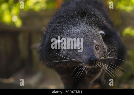 Binturong or bearcat (Arctictis binturong) Stock Photo