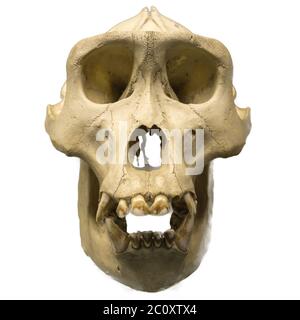 Male gorilla skull isolated on white Stock Photo
