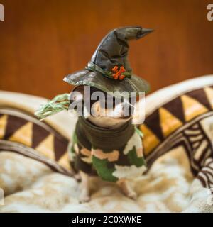 A very little puppy  sitting sadly and wearing a witch's hat Stock Photo