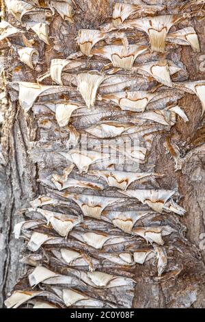 Bark of Multi-headed Dragon (Yucca filifera) Stock Photo