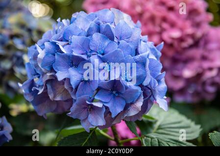 Colorful Hydrangeas on the University of Georgia campus in Athens, Georgia. (USA) Stock Photo