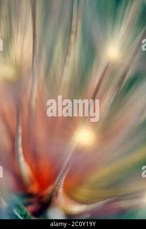 macro of dandelion seeds Stock Photo