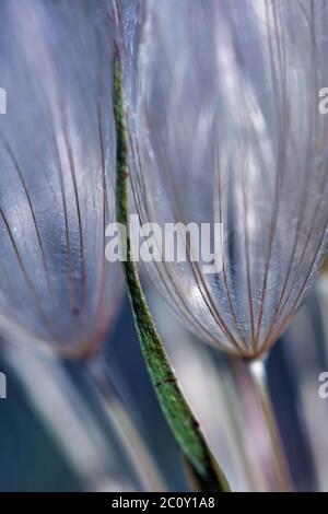 macro of dandelion seeds Stock Photo