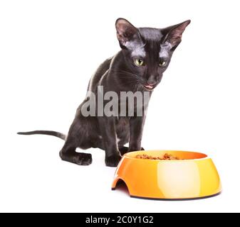 Oriental Shorthair Cat Eats Pet Food Stock Photo