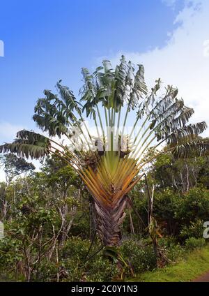 Traveler's tree (Ravenala madagascariensis) , Park  Black river Gorge . Mauritius Stock Photo