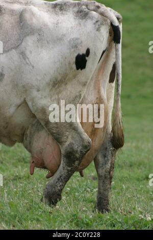 bulging cow udder 2 Stock Photo