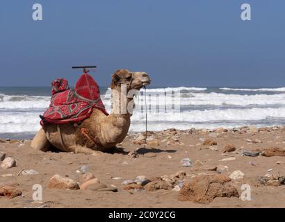 camel at the beach of Aglou Plage Marokko Stock Photo