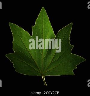 A backlit green Maple leaf isolated on a black background. Stock Photo