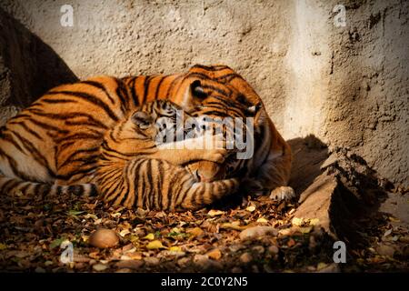 The tiger mum in the zoo with her tiger cub - sunny photo Stock Photo