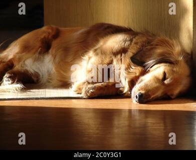 Sleeping dachshund Stock Photo