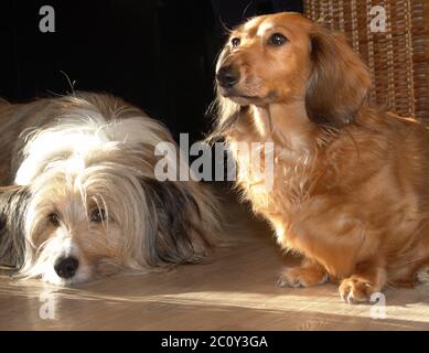 Mongrel dog and dachshund Stock Photo