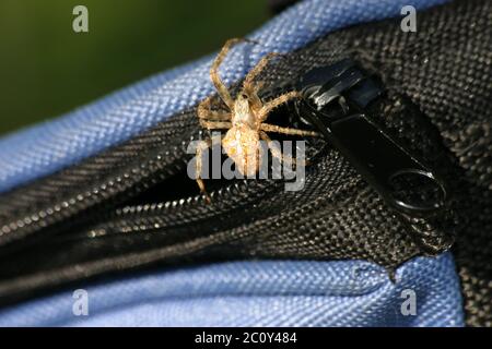 Spider on bag Stock Photo