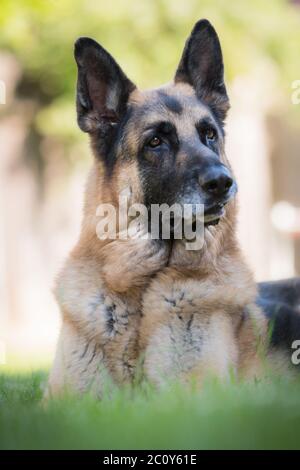 Senior German Shepherd Dog portrait laying in grass. Outdoor animal theme. Stock Photo