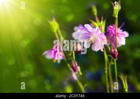 Aquilegia vulgaris - Common columbine. Stock Photo