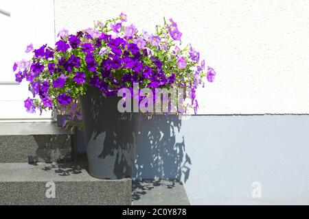 Purple petunias at the height of their glory in springtime. Stock Photo