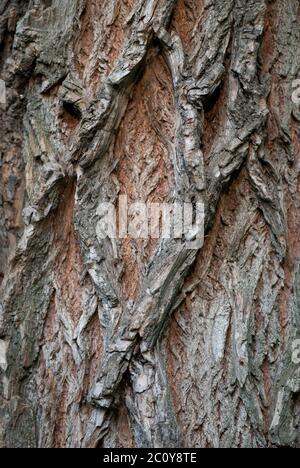 Old Wood Tree Texture Background Pattern. Vertical image Stock Photo
