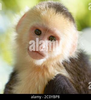 Portrait of white headed capuchin monkey. Stock Photo