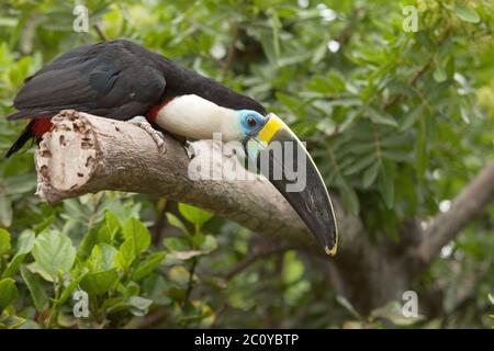 Toucan sitting on tree branch in tropical forest or jungle. Stock Photo