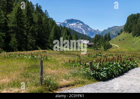 The mountain village of Crampiolo present at Alpe Devero, Lepontine Alps, Ossola, Piedmont, Italy Stock Photo