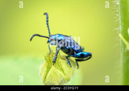 Chrysolina coerulans beetle Stock Photo