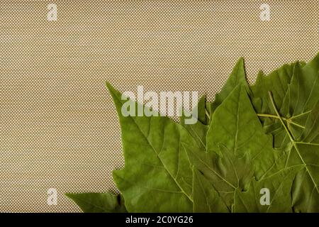 Green leaves of a plane tree on a textured surface. A stack of fresh leaves of different sizes. Copy space. View from above. Close-up. Stock Photo