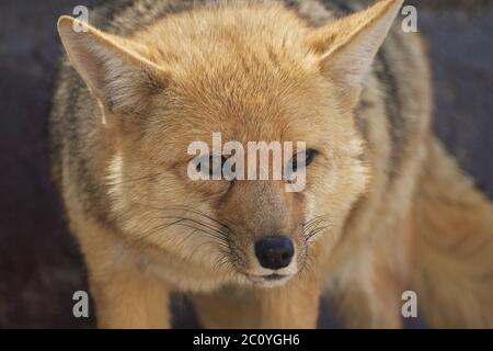 Close up portrait of standing fox looking to the side Stock Photo