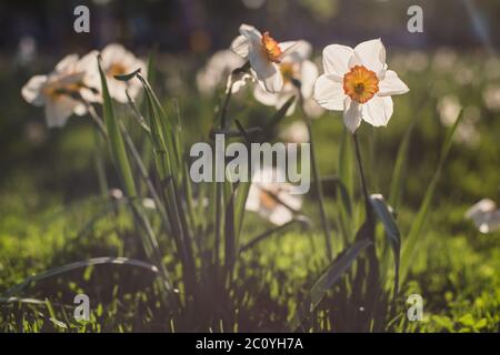 White daffodils in sunset light summer meadow. Instagram filter. Stock Photo