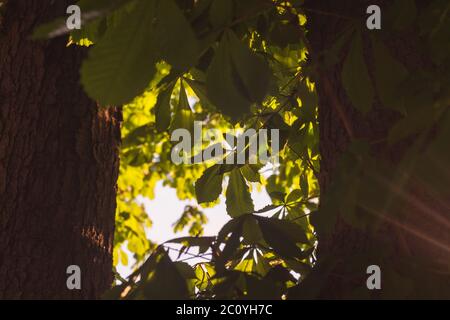 Green Tree branches chestnut between two trunks nature abstract background in sunny forest Stock Photo