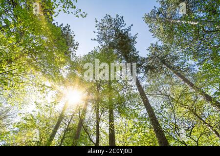 Beautiful sunrays shining through green treetops in the forest Stock Photo