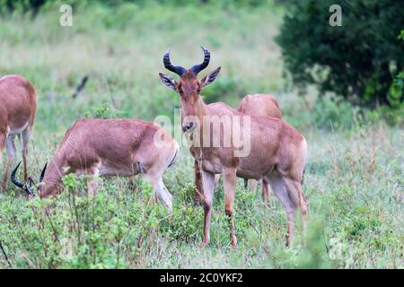 A Topi antelopes are standing in the tall grass between different bushes Stock Photo