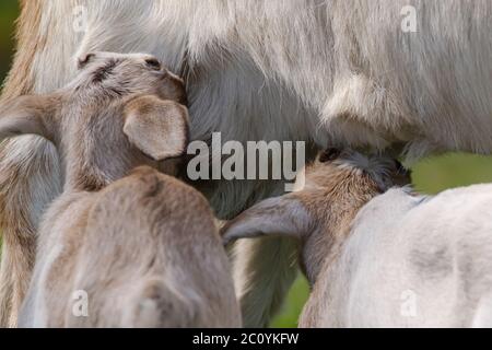 Couple of baby goat kids, goats drink milk from the mother on the spring. Stock Photo