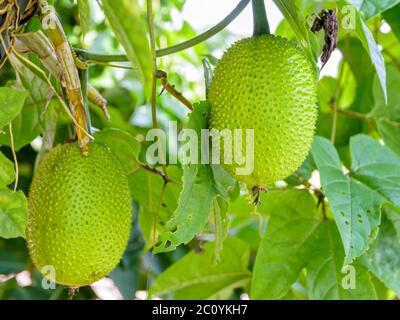 Green Gac fruit Stock Photo