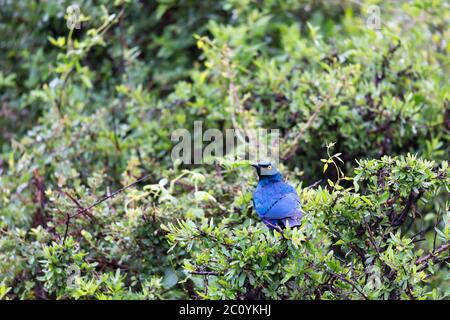 A local Kenyan birds in colorful colors sit on the branches of a tree Stock Photo