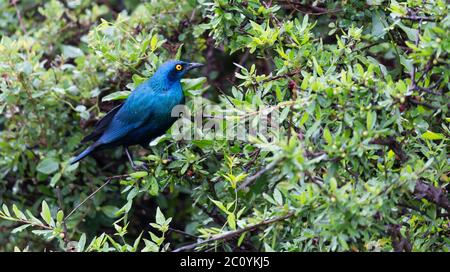 A local Kenyan birds in colorful colors sit on the branches of a tree Stock Photo