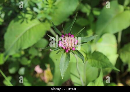 Knautia drymeia - Wild plant shot in the spring. Stock Photo