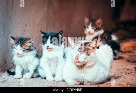 A grown cat and kittens on the streets of Marrakesh (Marrakech) Stock Photo