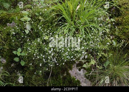 Moehringia muscosa, Mossy Sandwort. Wild plant shot in the spring. Stock Photo